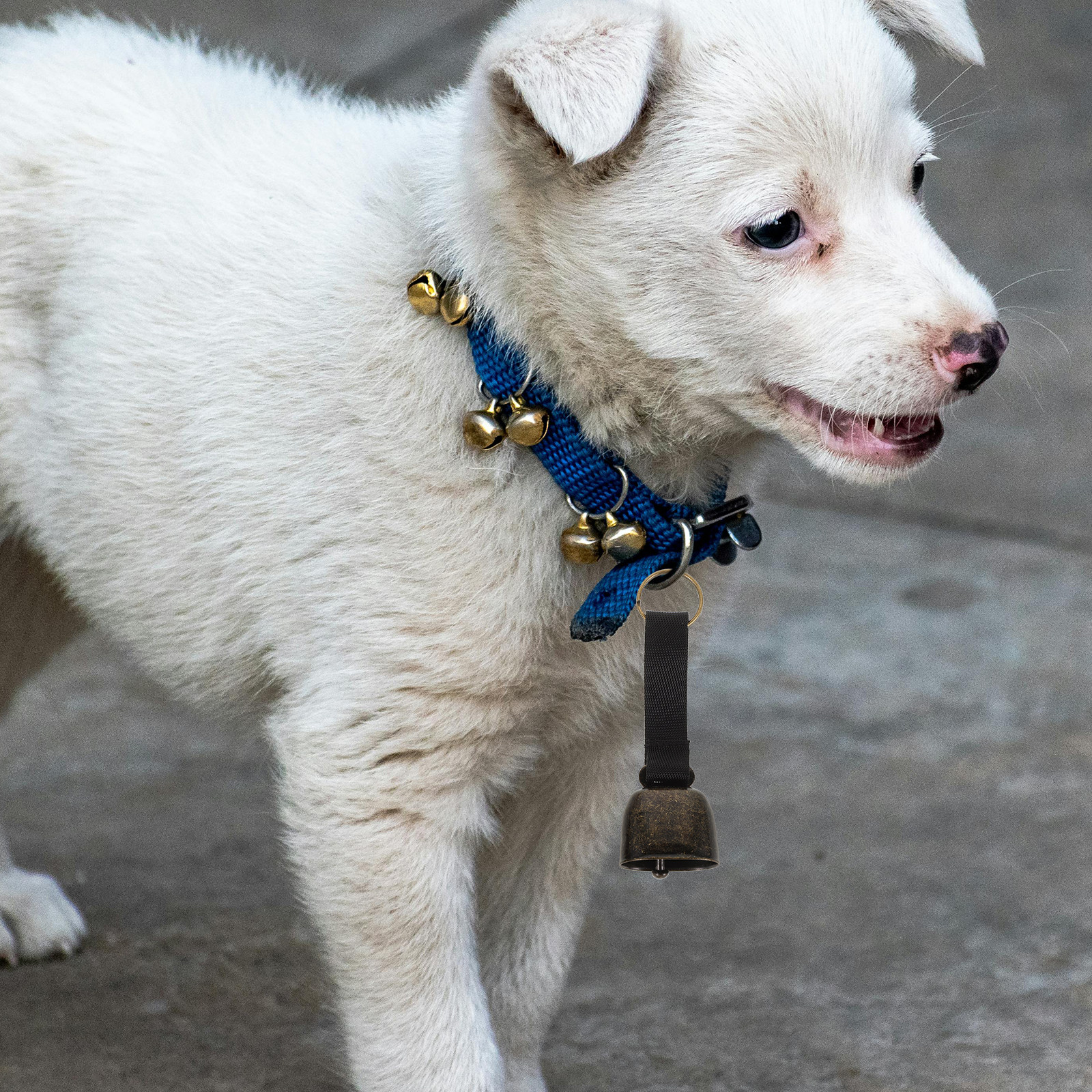 2Pcs Ultra-Loud Outdoor Bear W - Outdoor Hunting Dog Collar ulasan dan harga