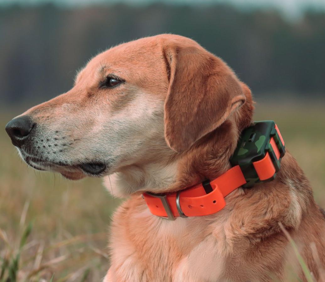 ICAR IK122M 2000mah Dog GPS Co - Outdoor Hunting Dog Collar ulasan dan harga